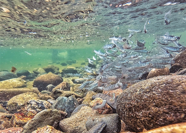 60万尾鱼苗放流图们江