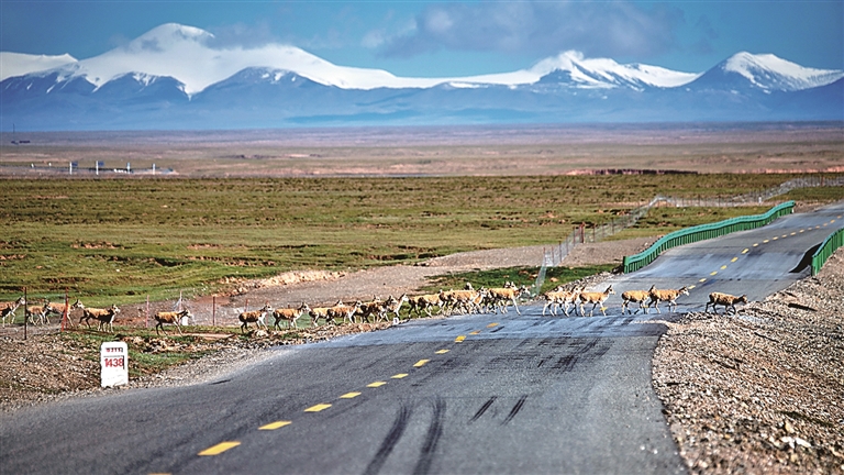 用镜头追随藏羚羊