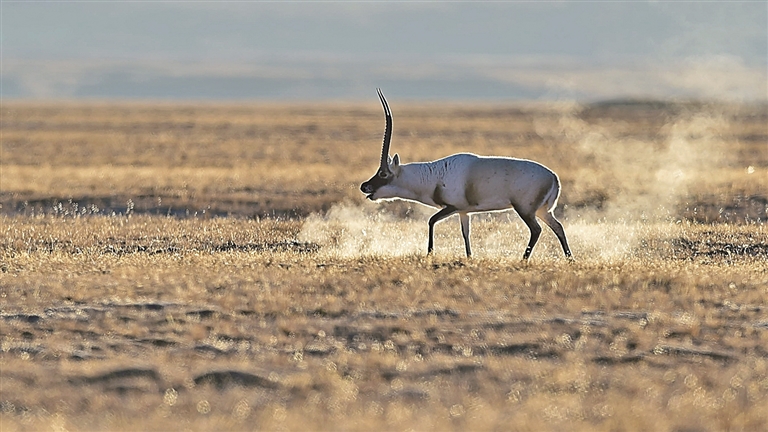 用镜头追随藏羚羊