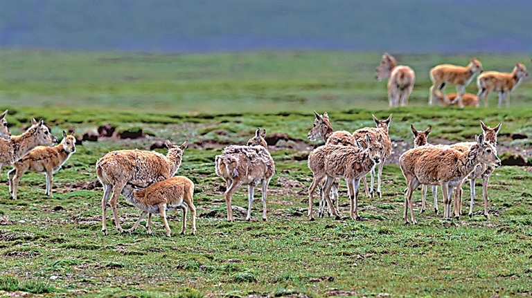 用镜头追随藏羚羊