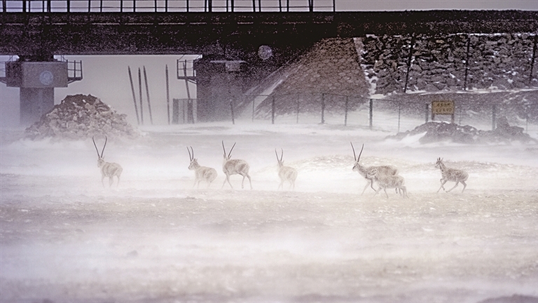 用镜头追随藏羚羊