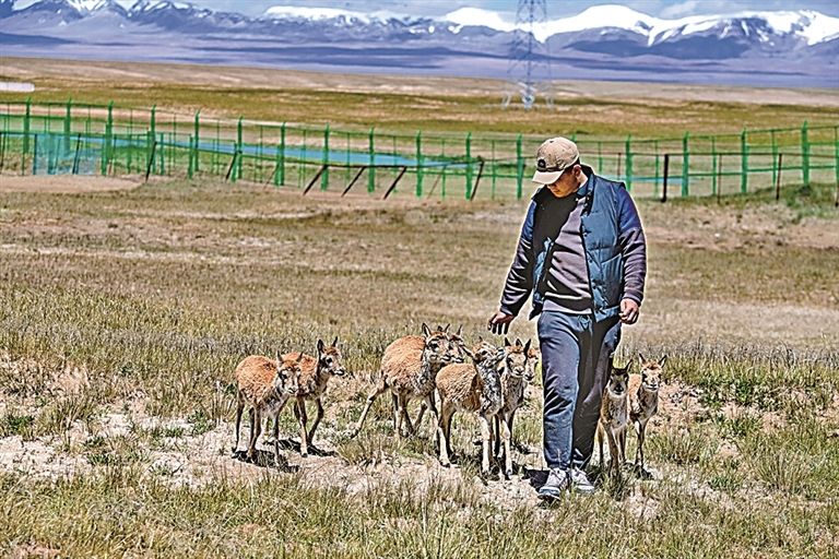 用镜头追随藏羚羊