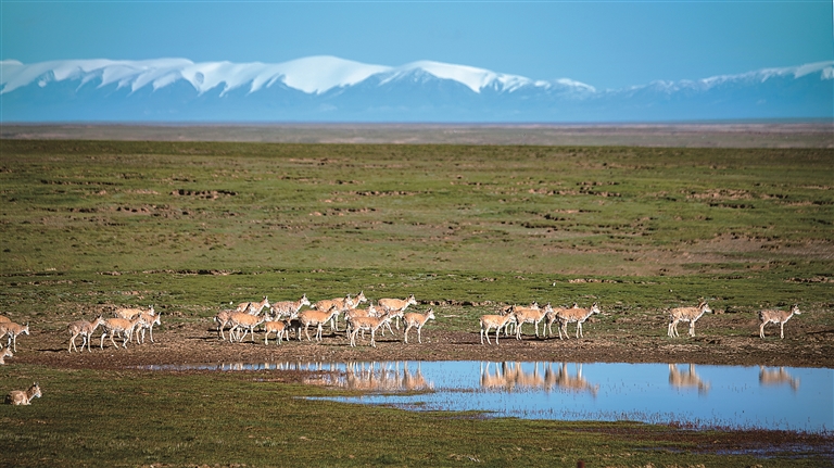 用镜头追随藏羚羊