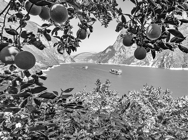 花果飘香西陵峡