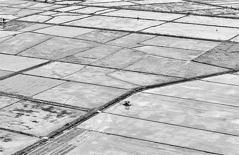 谷雨将至农事忙