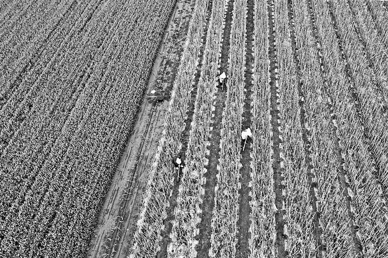 谷雨节气务农忙
