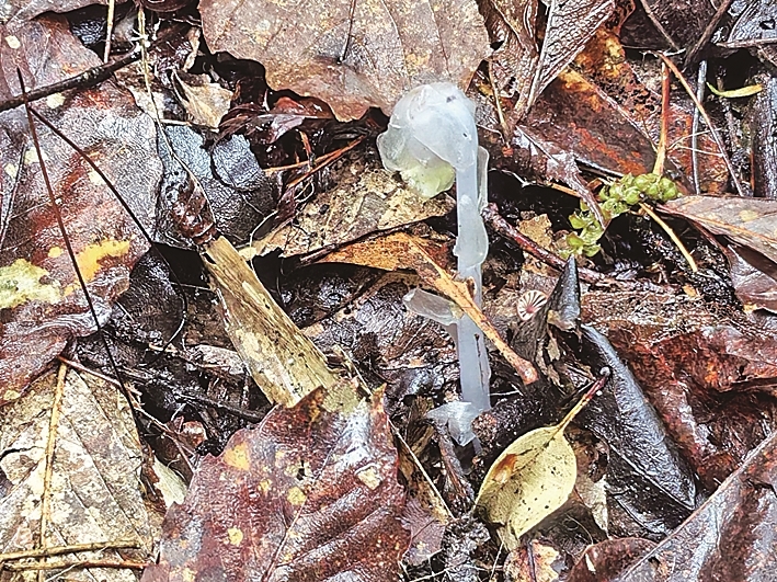 重庆武隆再现珍稀植物水晶兰