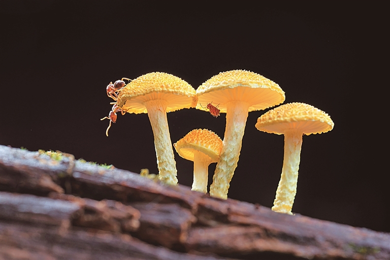 真菌的生命之舞