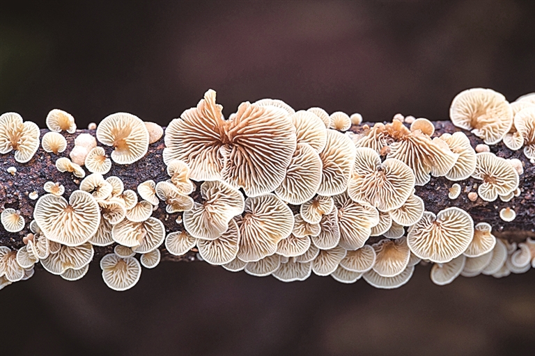 真菌的生命之舞