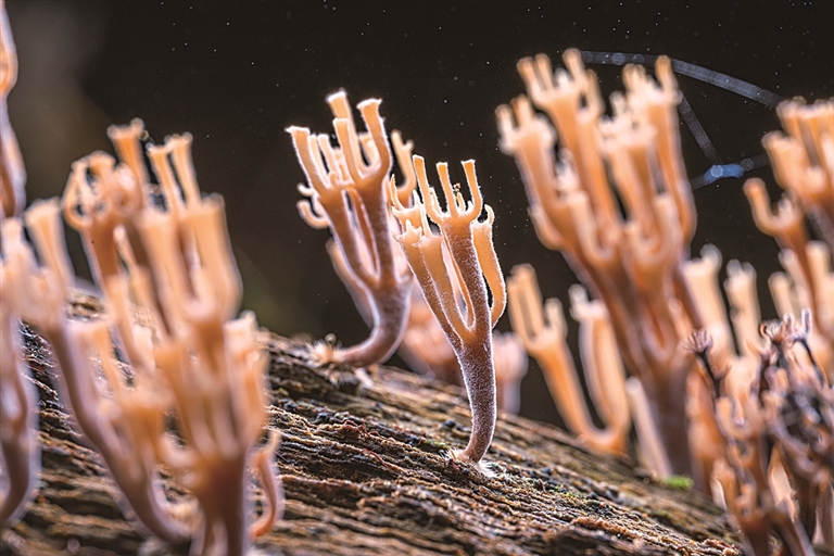 真菌的生命之舞