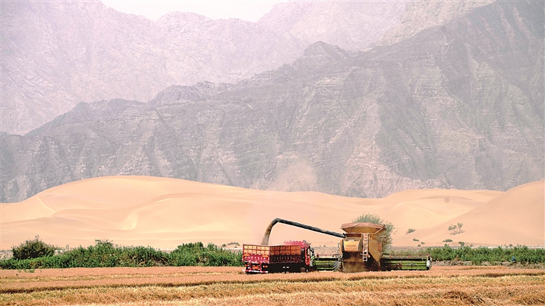 塔克拉玛干“绿围脖”越织越厚