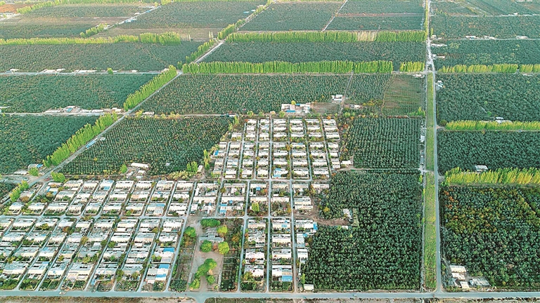 塔克拉玛干“绿围脖”越织越厚