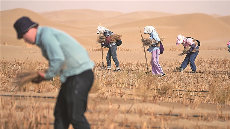 塔克拉玛干“绿围脖”越织越厚