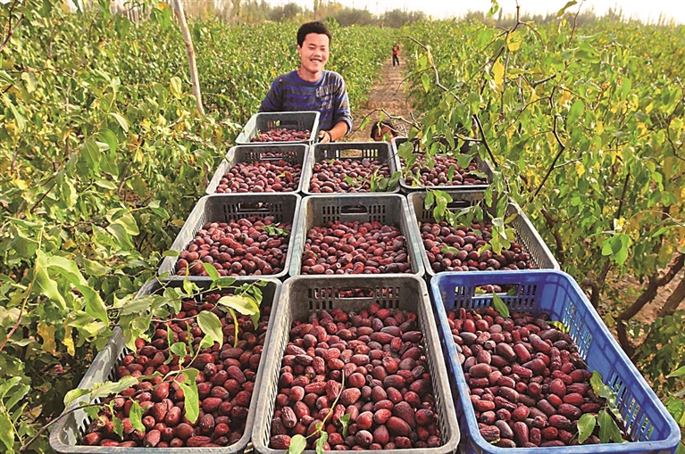 塔克拉玛干“绿围脖”越织越厚