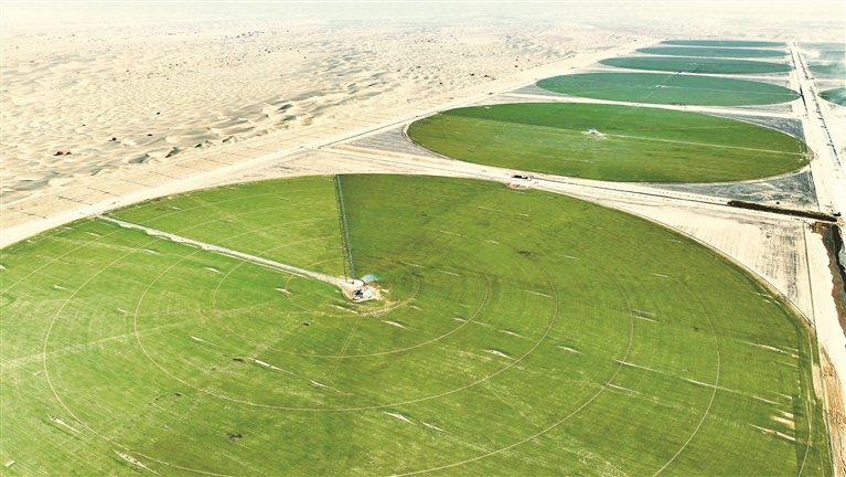 塔克拉玛干“绿围脖”越织越厚