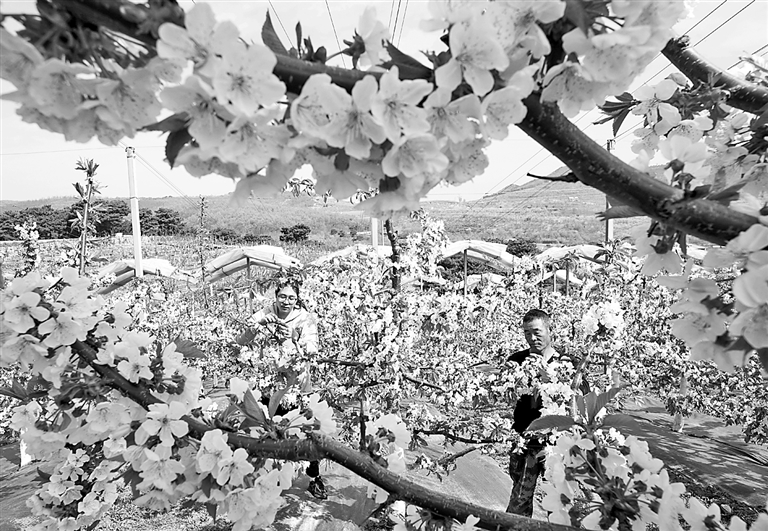 樱桃花开果农忙