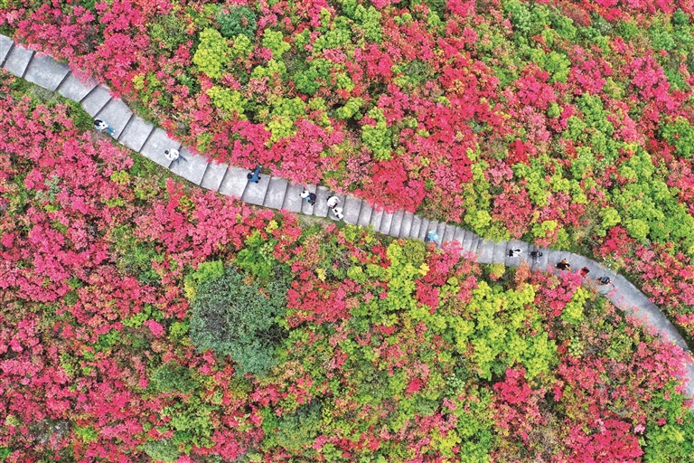 【大美中国】山花烂漫