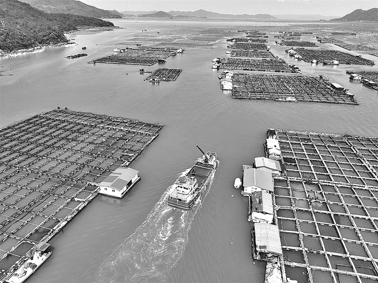 福建宁德大黄鱼鱼苗陆续投放