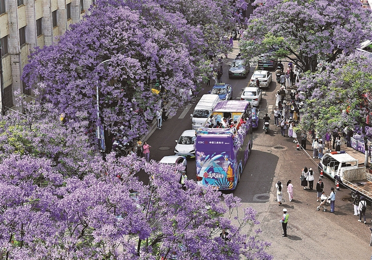 蓝花楹开春正好