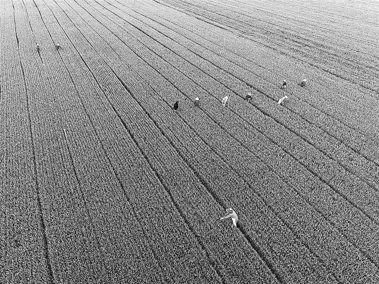 春播春管正当时