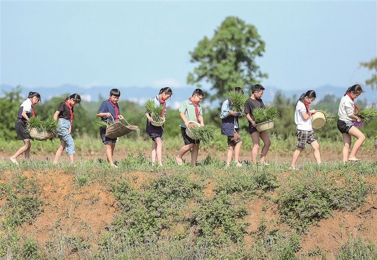 稻田里的劳动课