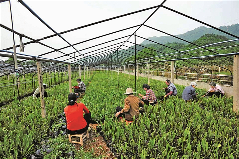 重庆市江津区杜市镇湘萍村:花木芬芳乐农家 重庆市江津区杜市镇湘萍村:花木芬芳乐农家