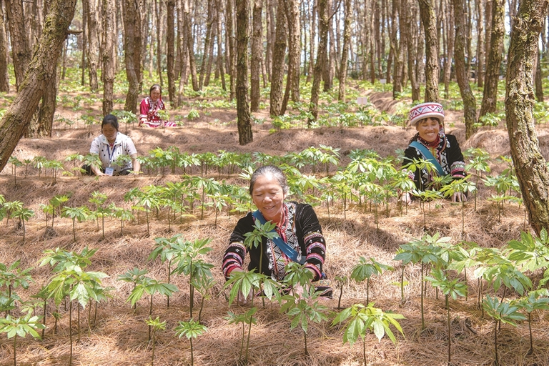 西南边陲,一群院士带来的蝶变…… 西南边陲,一群院士带来的蝶变……