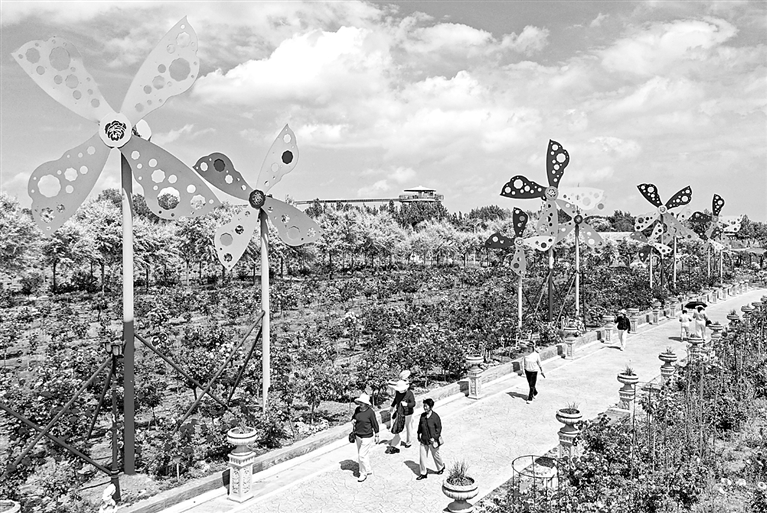 “玫瑰经济”助力乡村振兴