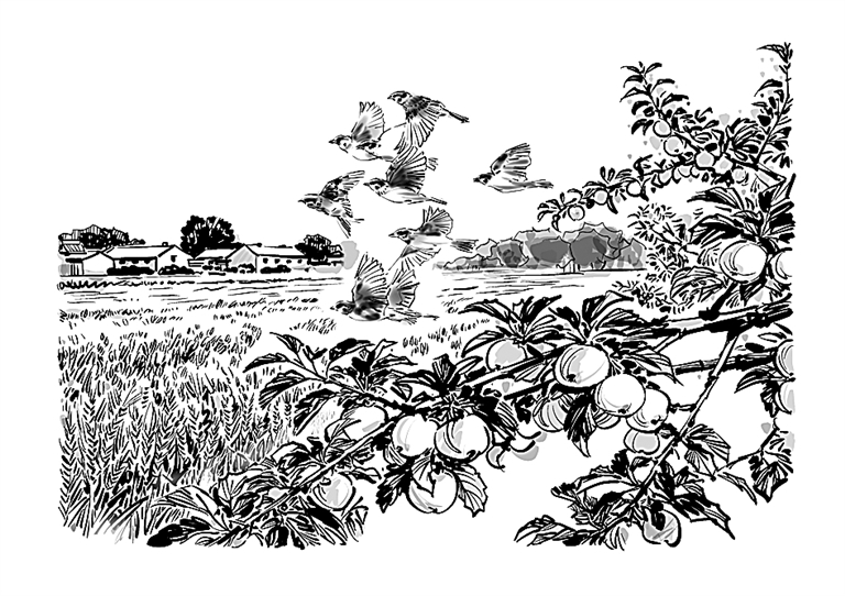 光明文化周末:小满 光明文化周末:小满