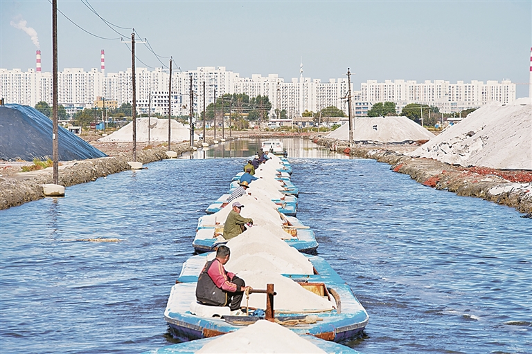 渤海湾畔“种”盐田 渤海湾畔“种”盐田