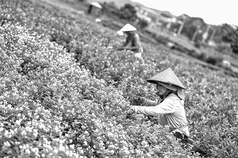 茉莉花采收忙
