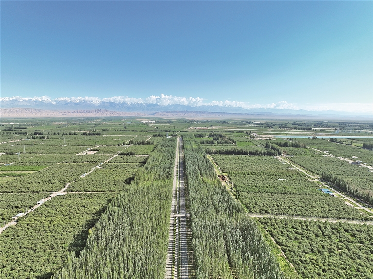 40年接力治沙植绿——柯柯牙,荒原上的绿色奇迹 40年接力治沙植绿——柯柯牙,荒原上的绿色奇迹