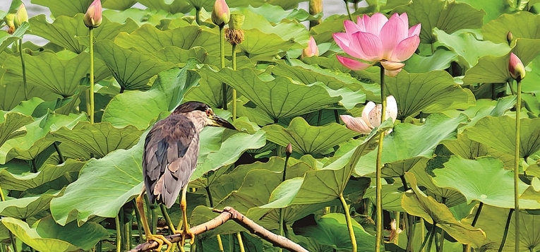 生态之美