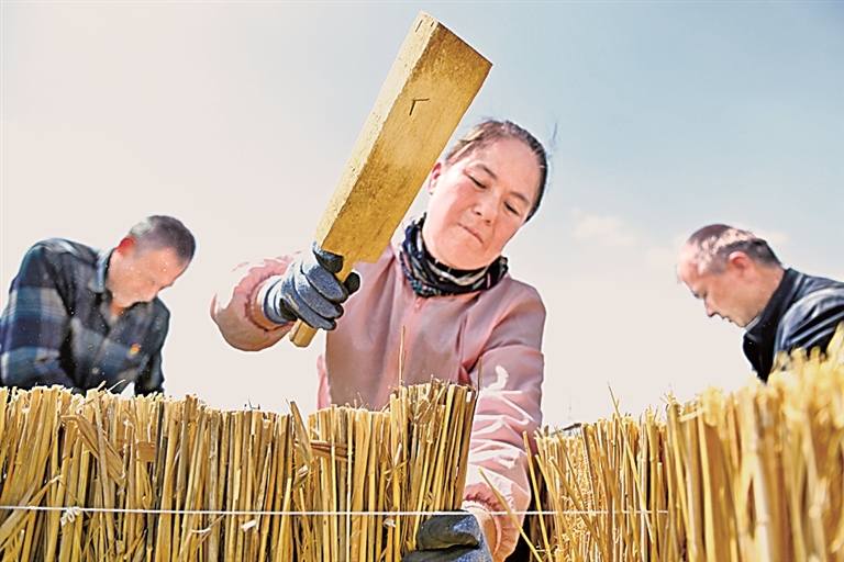 【美丽中国行】风沙渐远，绿意在蔓延