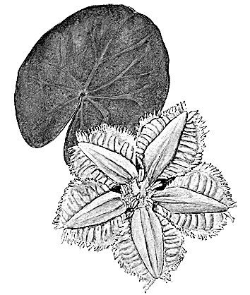 光明文化周末·荇菜 光明文化周末·荇菜