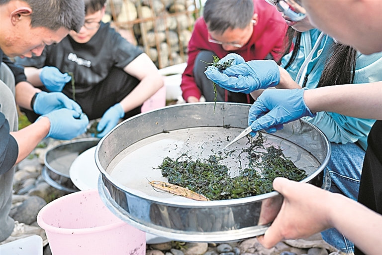 【新时代记录】长江鲟野外重生
