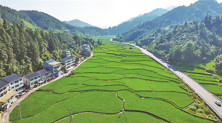 稻浪滚滚