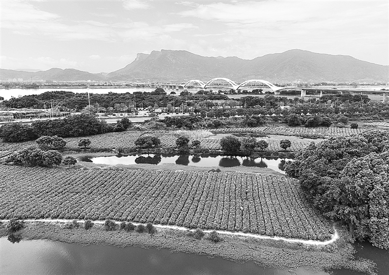 非遗茶香赋能文旅新发展
