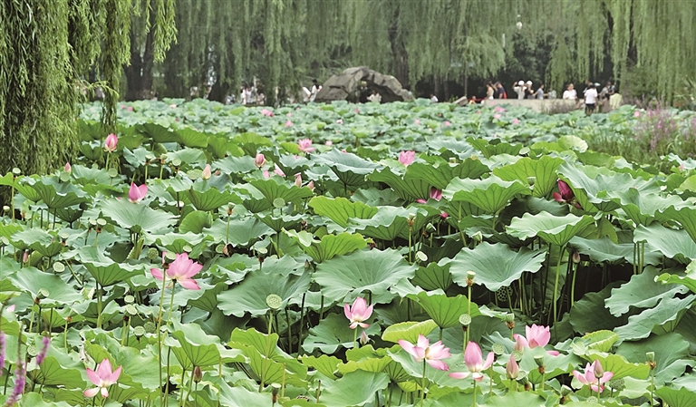 【大美中国】映日荷花