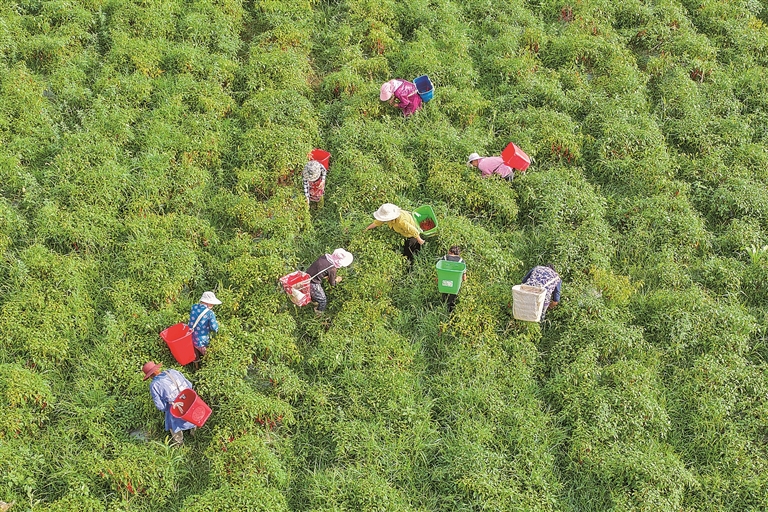 辣椒采收忙