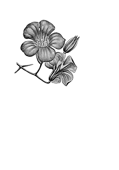 【草木志】凌 霄 【草木志】凌 霄