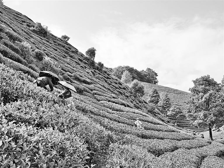 高山秋茶采摘忙