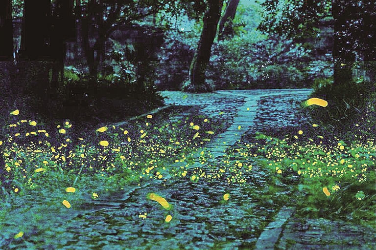 江苏南京：在萤光点点间守护“夏夜精灵”