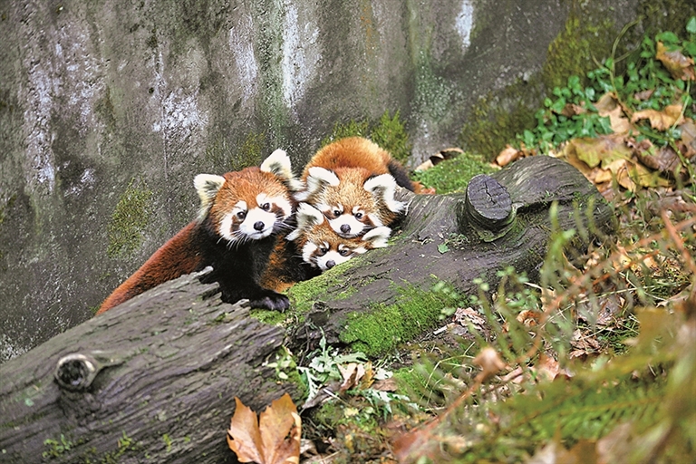 守护小熊猫 守护小熊猫