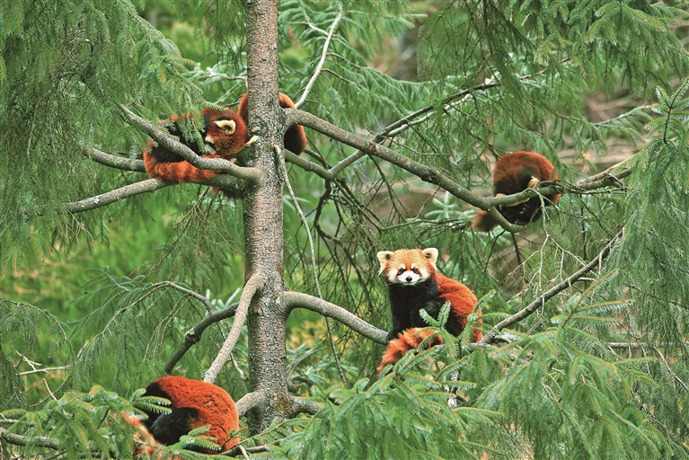 守护小熊猫 守护小熊猫