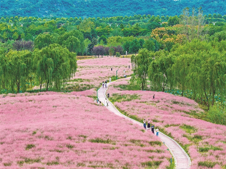 粉黛花海