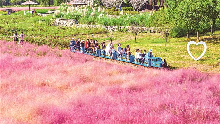 粉黛花海醉游人