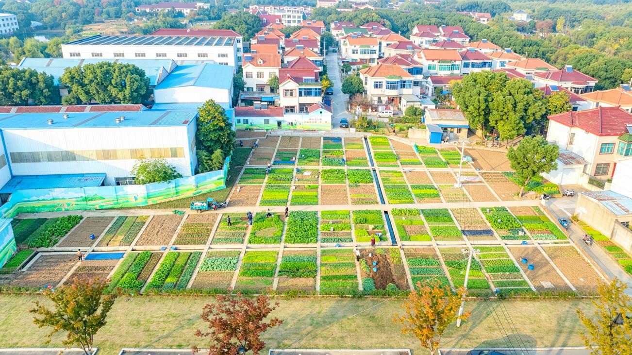 江苏常州横山桥镇西崦社区“三顾菜园”：深耕田间沃土，厚植基层治理“泥土温度”