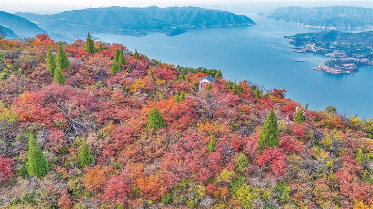 秋染黄河岸