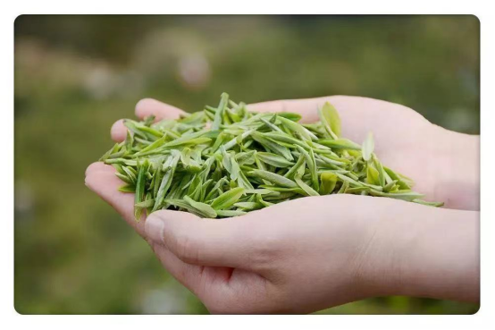 一起跨越看泰顺·共富故事丨生态特色茶叶走俏 一片叶子富了一方百姓